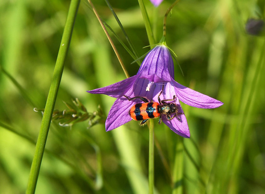 photo "***" tags: nature, macro and close-up, insect