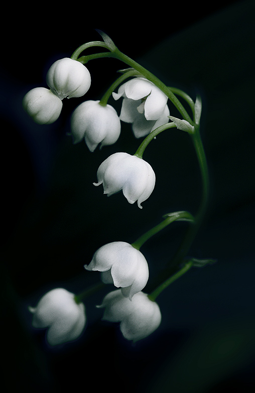 photo "***" tags: nature, macro and close-up, flowers