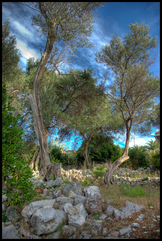 фото "Olive trees" метки: пейзаж, лето