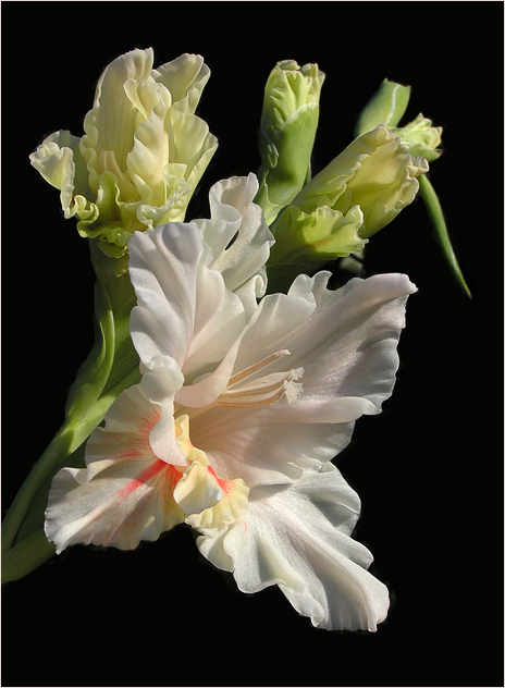 photo "Gladiolus" tags: nature, macro and close-up, flowers