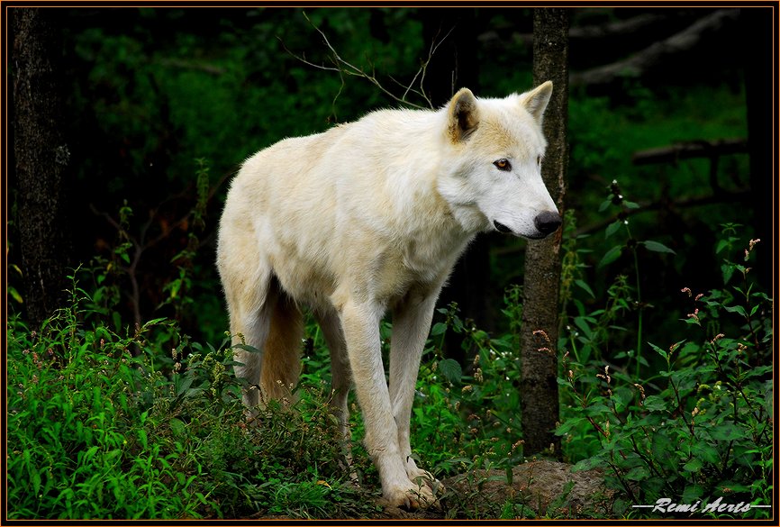 фото "white wolf" метки: природа, путешествия, дикие животные