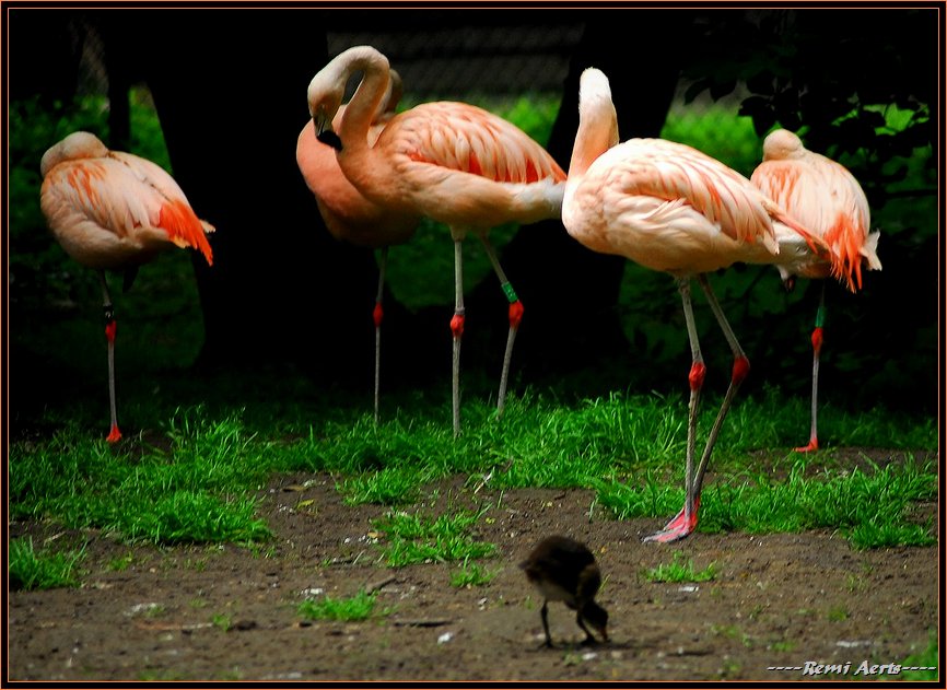 photo "small and large birds" tags: nature, reporting, pets/farm animals