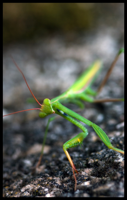 photo "The deadly look" tags: nature, macro and close-up, insect