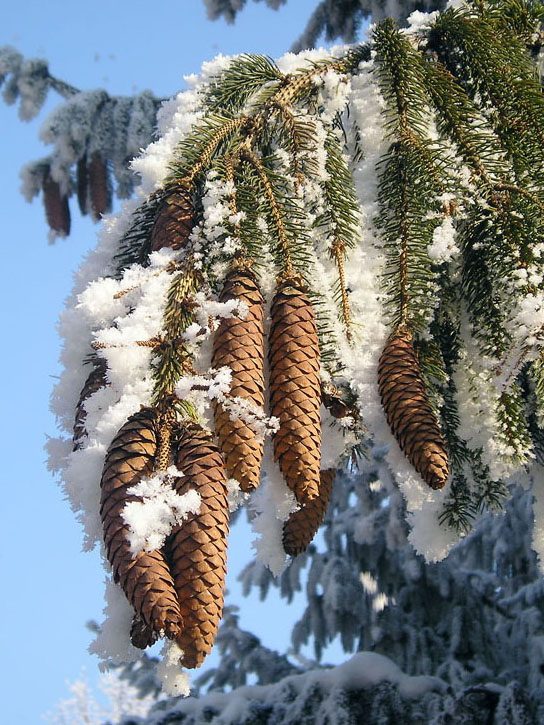 photo "Winter's Tale - 4" tags: landscape, winter