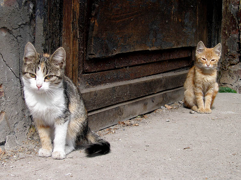 photo "***" tags: nature, pets/farm animals