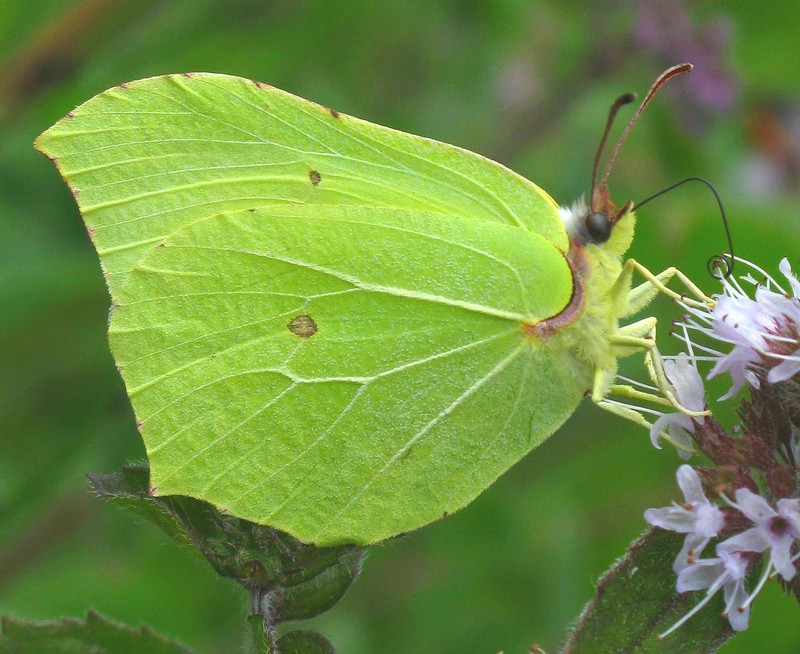 photo "***" tags: nature, insect