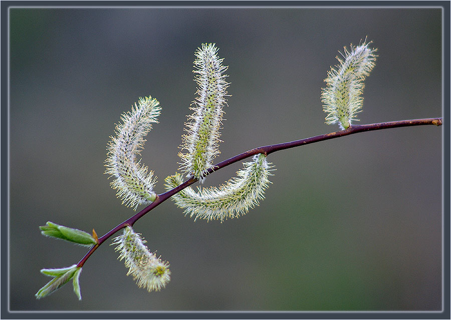 photo "***" tags: nature, flowers