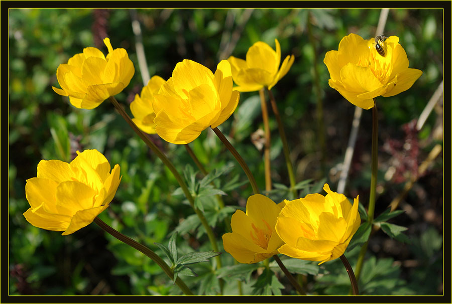 photo "***" tags: nature, flowers