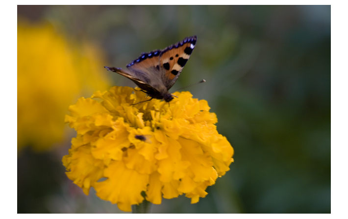 photo "* * *" tags: nature, macro and close-up, insect