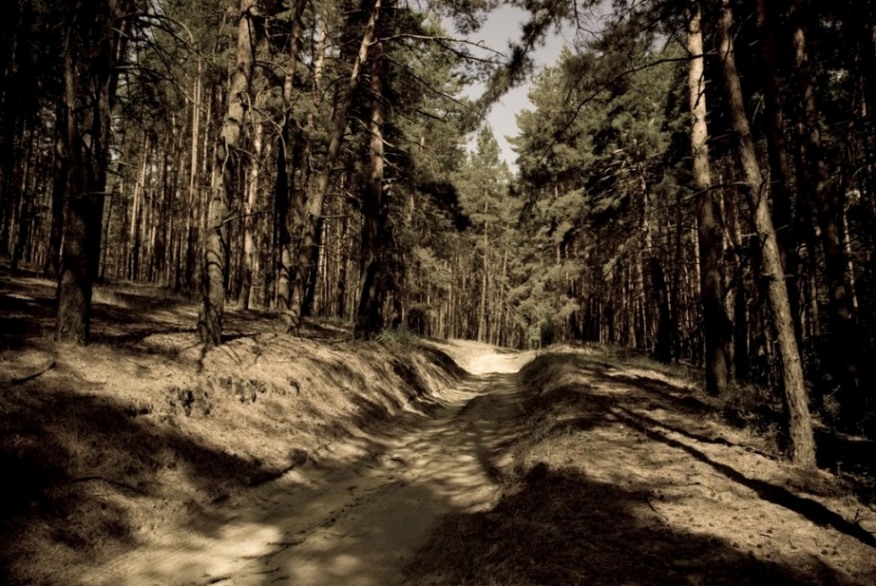 photo "***" tags: landscape, forest, summer