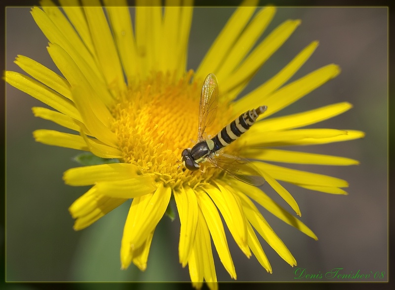 фото "Darts" метки: природа, цветы