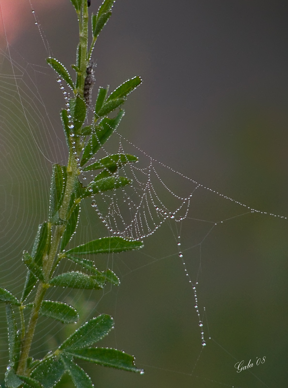 photo "Morning necklace" tags: macro and close-up, nature, flowers