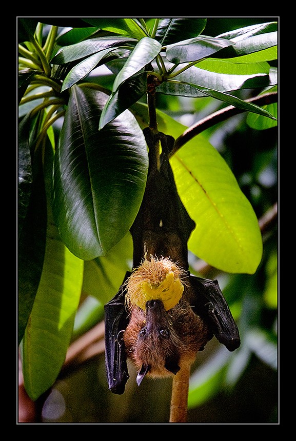 photo "***" tags: nature, travel, Asia, wild animals