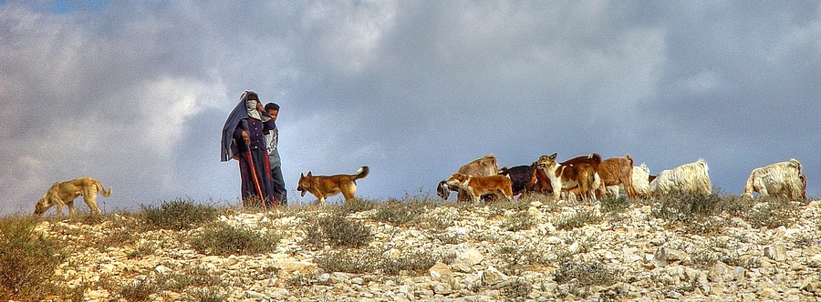 photo "Whether there is a life in desert!?" tags: landscape, genre, 