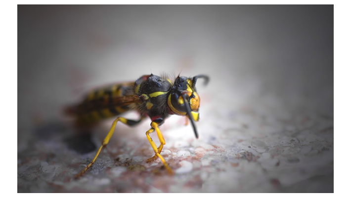 photo "* * *" tags: macro and close-up, nature, insect