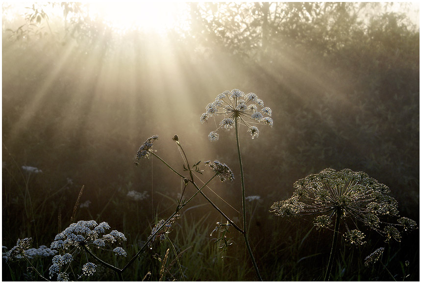 photo "Sun rain" tags: nature, landscape, flowers, summer