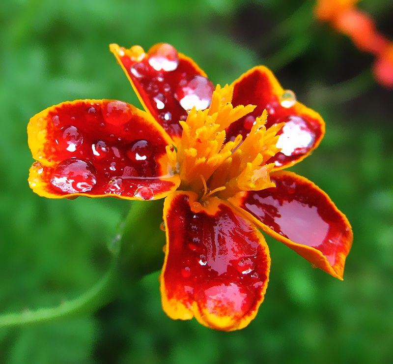 photo "***" tags: nature, flowers