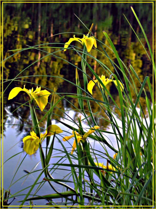 photo "***" tags: nature, flowers