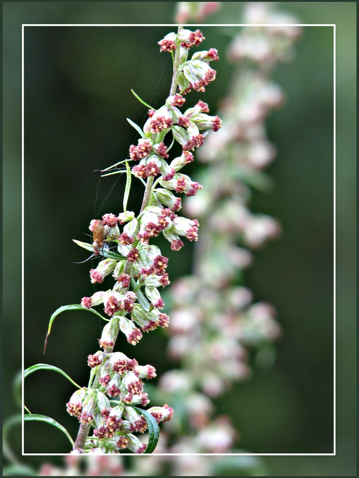 photo "***" tags: nature, flowers