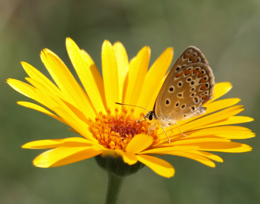 photo "Smells like summer" tags: macro and close-up, 