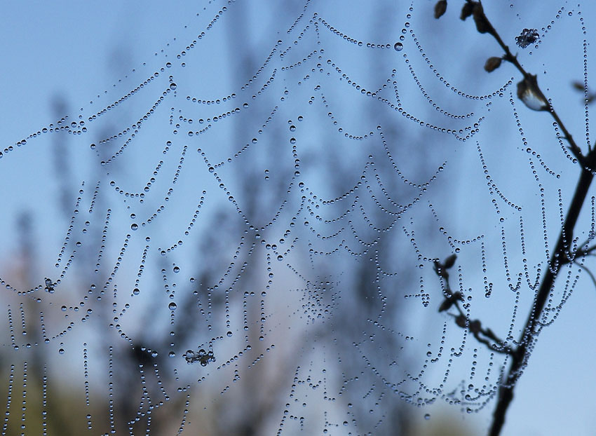 photo "***" tags: macro and close-up, nature, insect