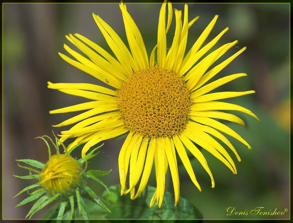 photo "***" tags: nature, macro and close-up, flowers