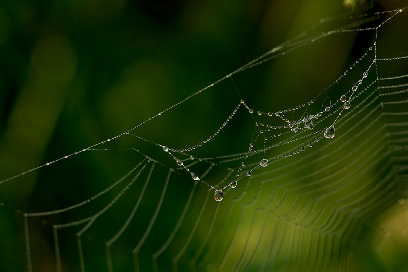 photo "***" tags: macro and close-up, 