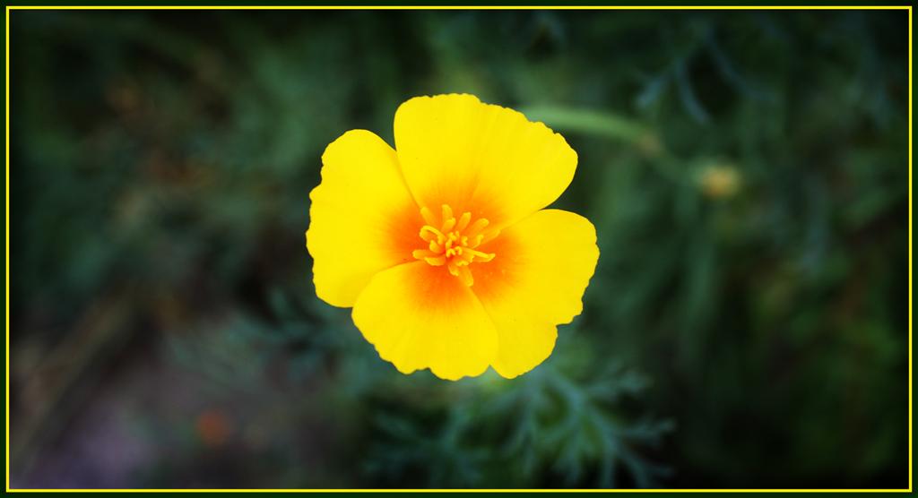photo "yellow" tags: , 