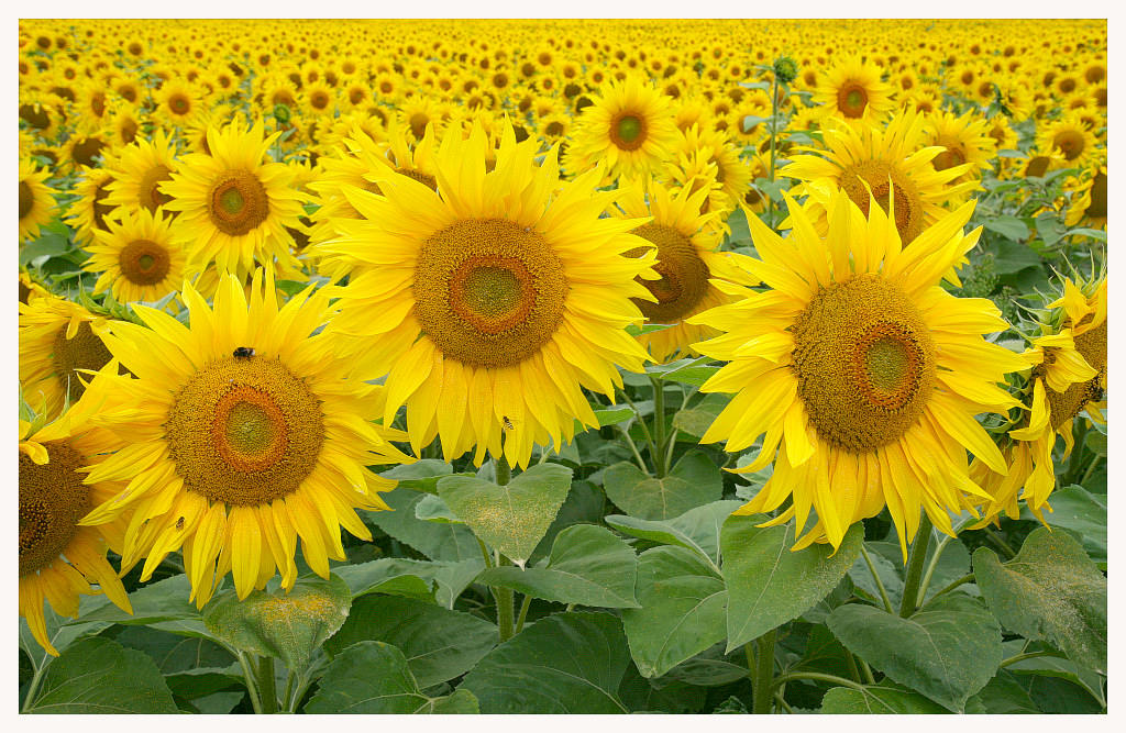 photo "sunflowers" tags: nature, flowers