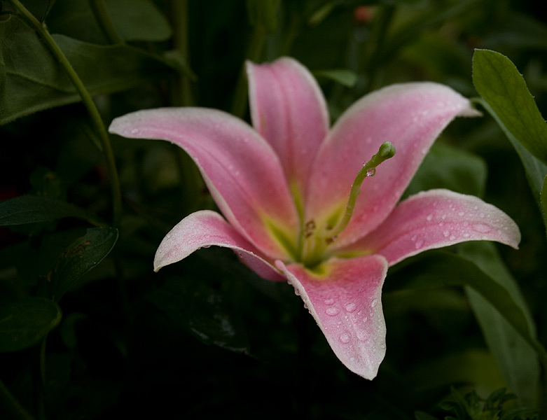 photo "***" tags: nature, flowers