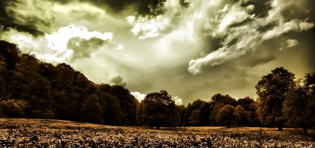 photo "Monday morning" tags: landscape, panoramic, forest