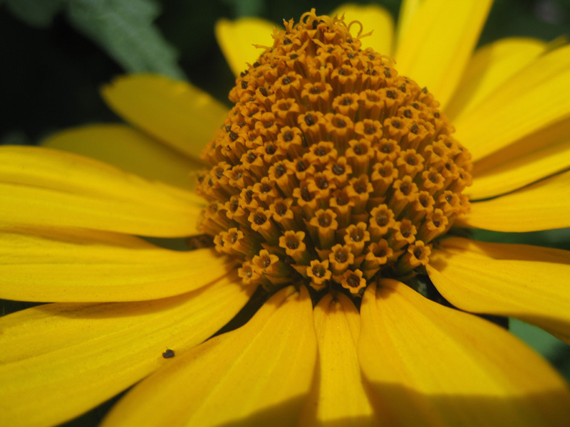 photo "***" tags: nature, flowers