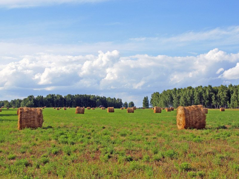 photo "***" tags: landscape, summer