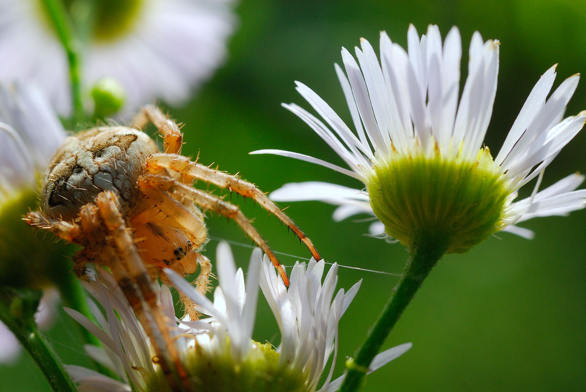 фото "Паук-крестовик" метки: макро и крупный план, природа, насекомое