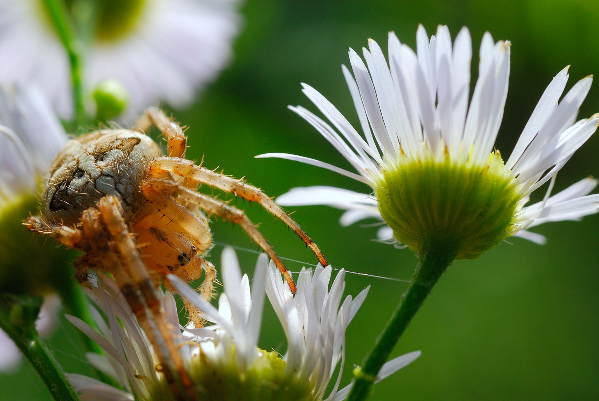 photo "***" tags: macro and close-up, nature, insect