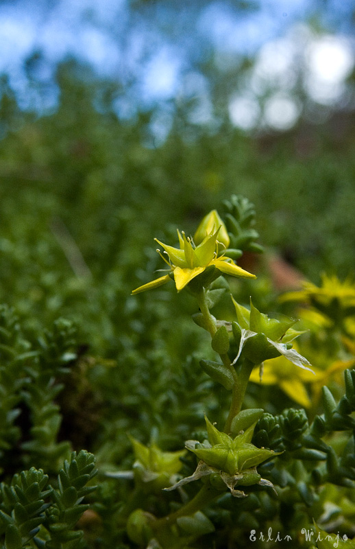 photo "***" tags: nature, flowers