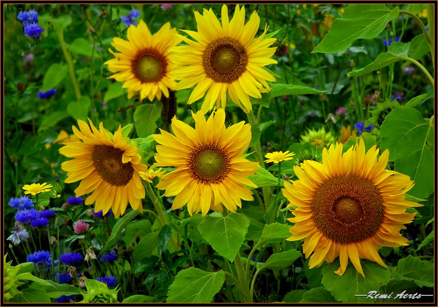 photo "a happy sunny day for you" tags: nature, landscape, flowers, summer