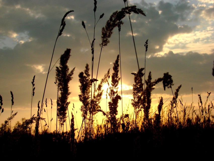 photo "Summer evening" tags: landscape, sunset