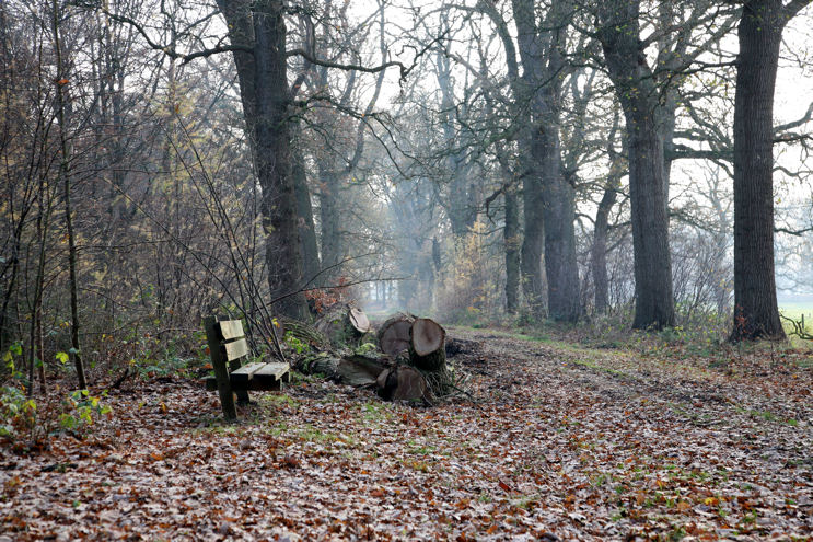 photo "Autumn" tags: landscape, forest