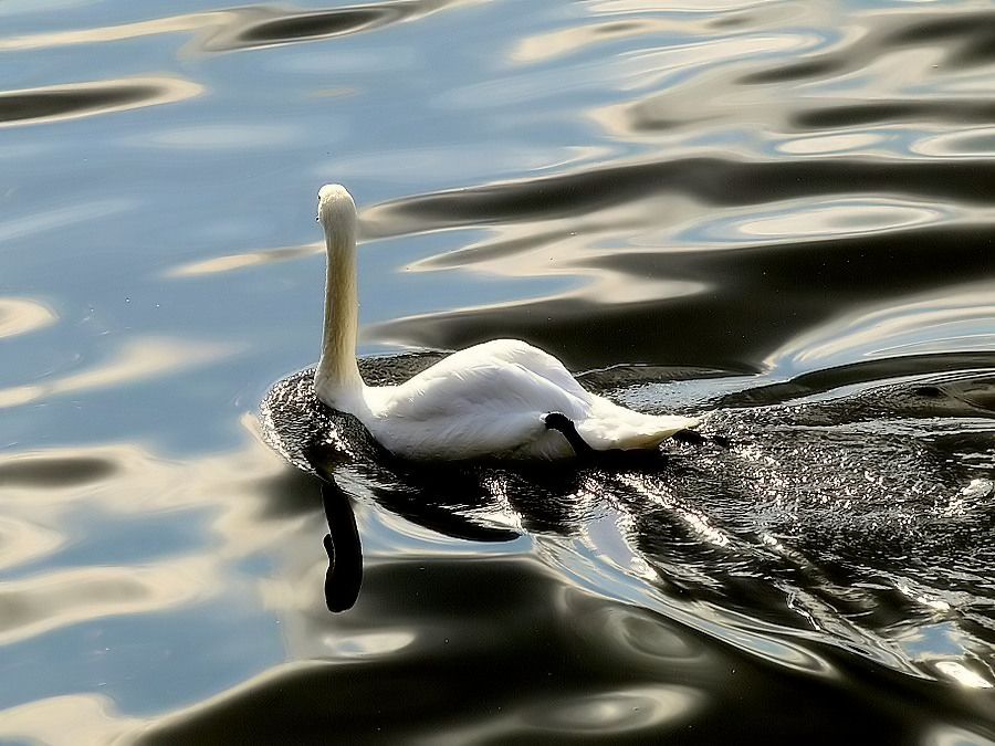photo "The Swan..." tags: nature, wild animals
