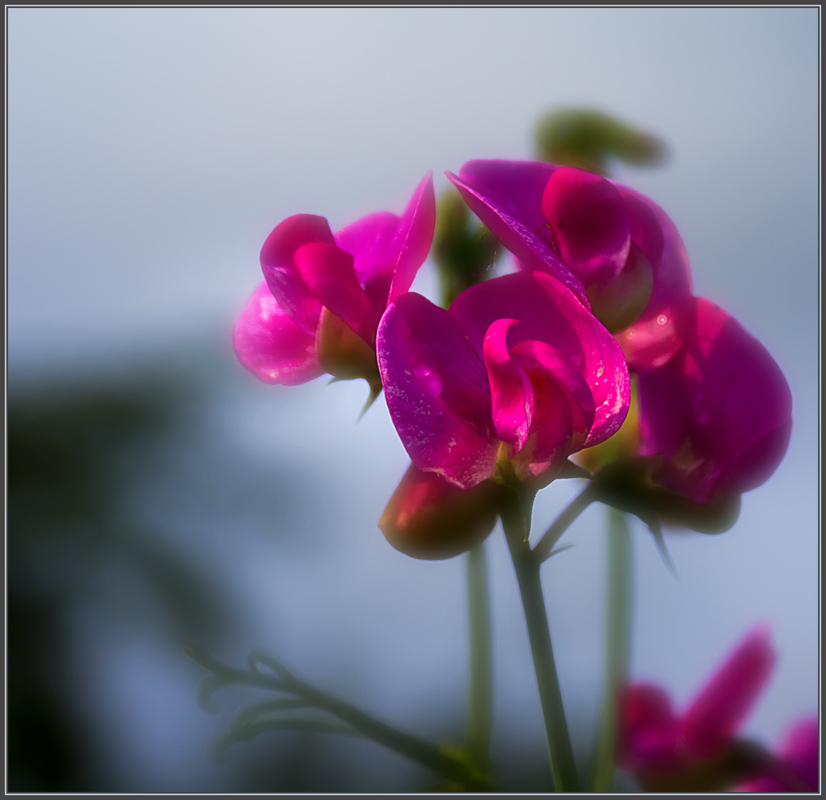 photo "*" tags: nature, flowers