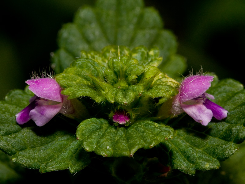 фото "Портрет лешего" метки: природа, макро и крупный план, цветы