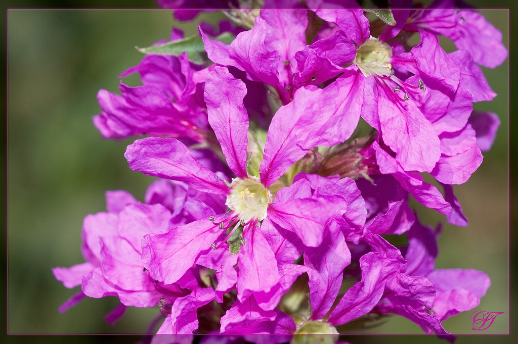 photo "***" tags: nature, flowers