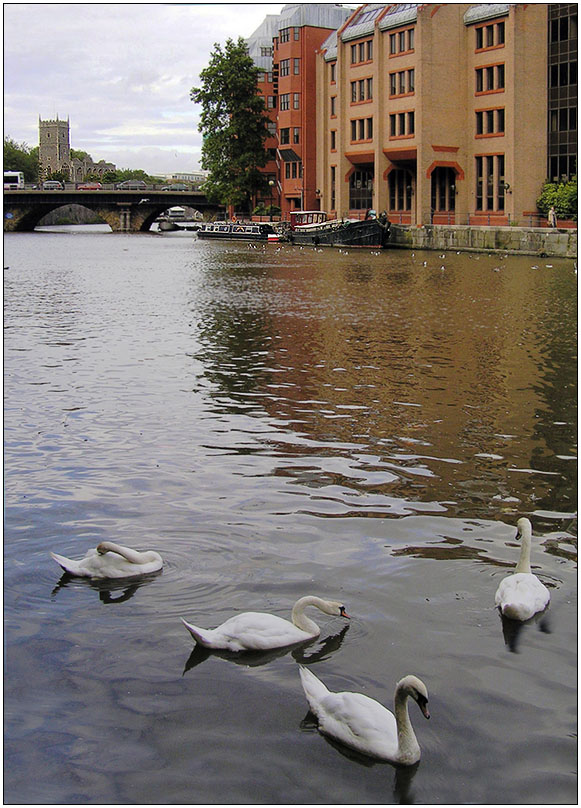photo "Bristol etude with swans" tags: , 