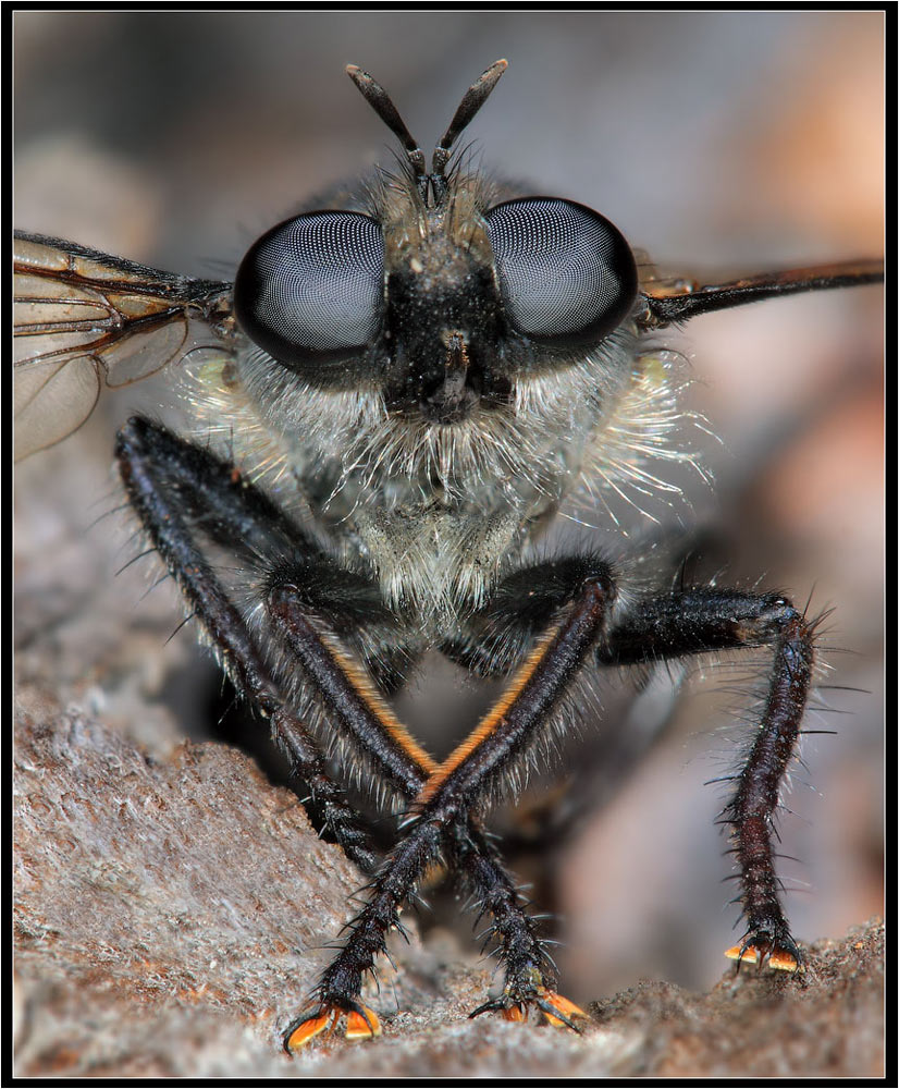 фото "Хищник" метки: макро и крупный план, природа, насекомое