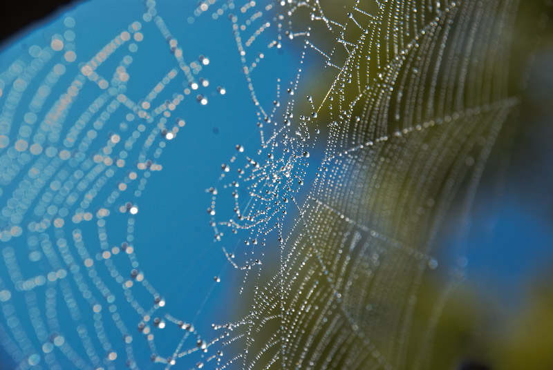 photo "***" tags: macro and close-up, landscape, autumn