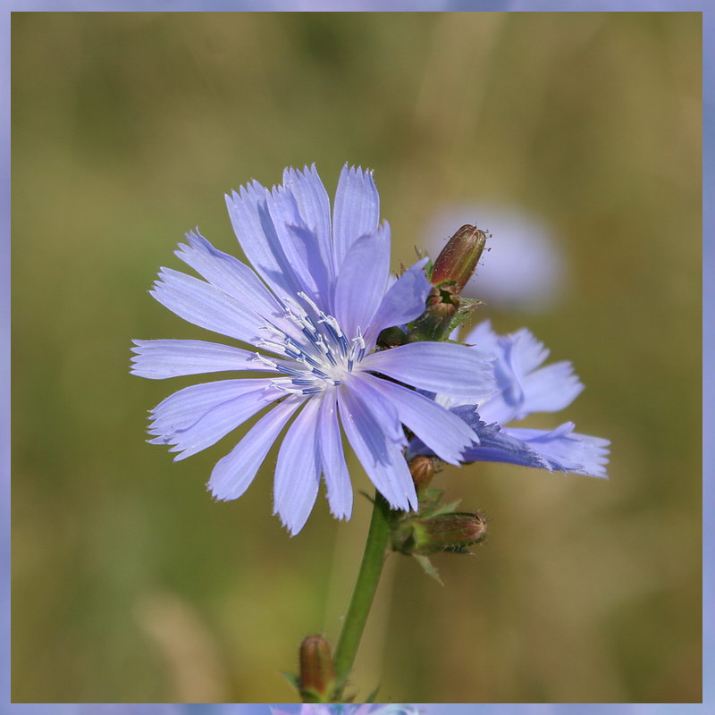 photo "***" tags: nature, flowers