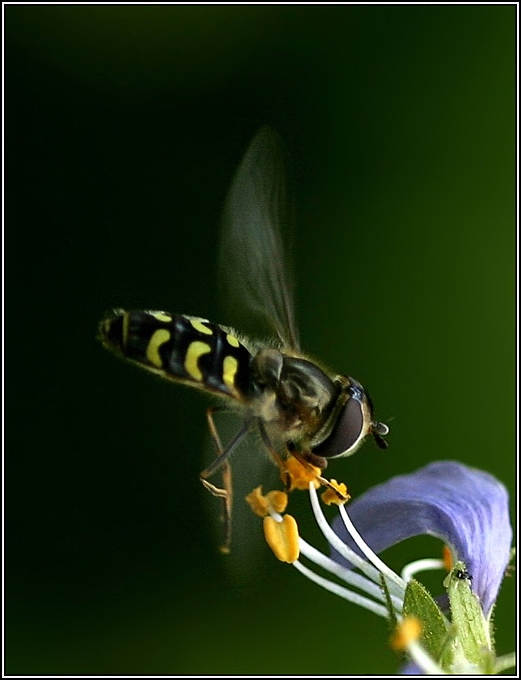 photo "Weightlessness ..." tags: macro and close-up, nature, insect