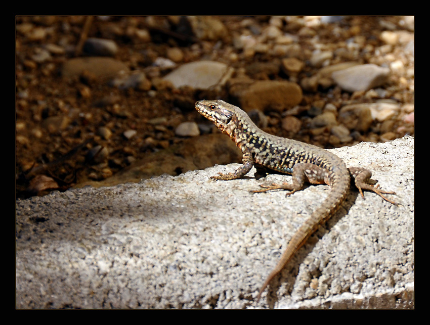 photo "Farniente..." tags: nature, macro and close-up, wild animals