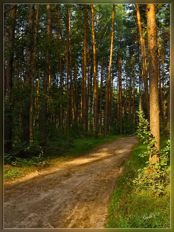 photo "Morning joy" tags: landscape, forest, summer